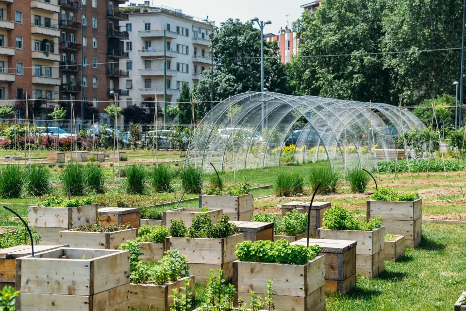 Planter boxes and hoop tunnel with housing in the background